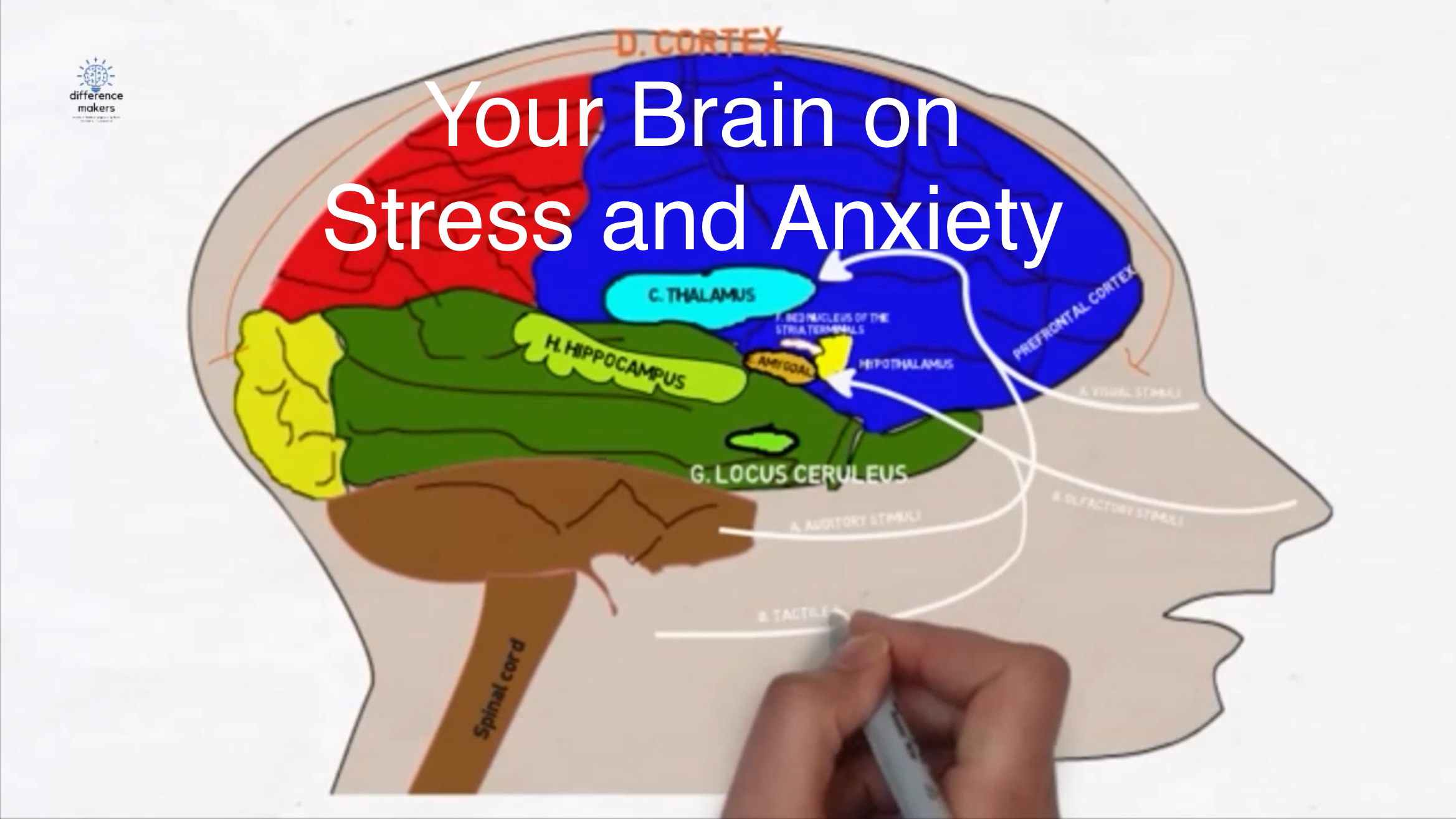 Your Brain on Stress and Anxiety